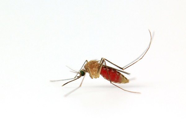Mosquito Isolated On White